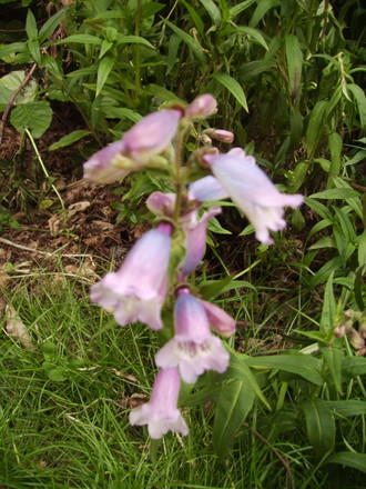 Pink & Blue Penstemon [Beard Tongue] 06.08 (Penstemon)