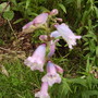 Penstemonpinkybluevistabilefront19