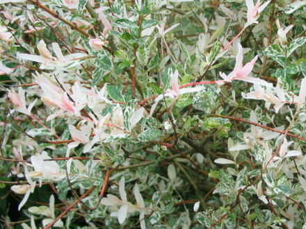 Salix Hakuro Nishiki (Salix integra)