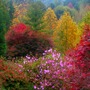 A garden flower photo