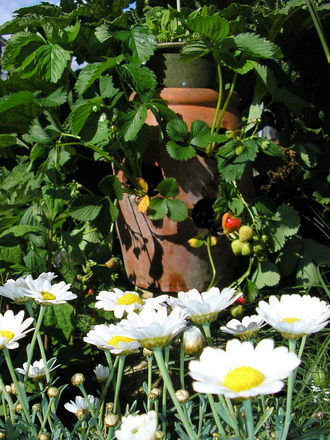 A garden flower photo