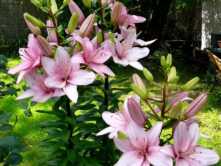 Lots more flowers on the big pink lily. (Lilium vivaldi)