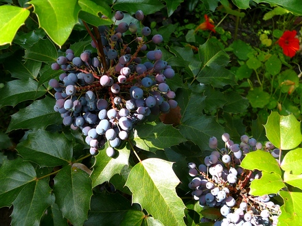 Berries on the Mahonia. (Mahonia aquifolium (Oregon grape))