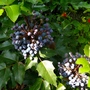 Berries on the Mahonia. (Mahonia aquifolium (Oregon grape))