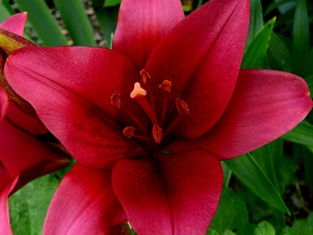 I have a lot of red lilies this year. (Lilium vivaldi)