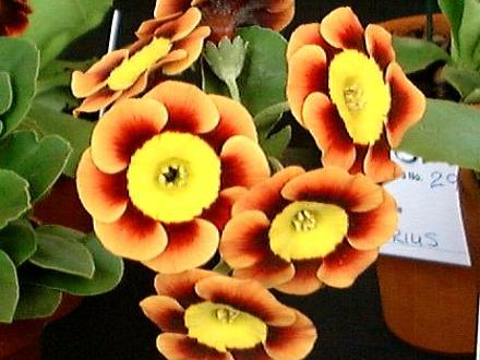 A garden flower photo