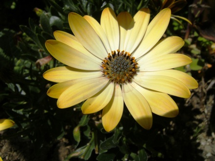 Osteospermum (Osteospermum)