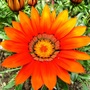 Gazania