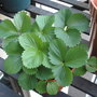 Strawberry plant 06-17-08
