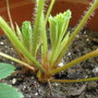 strawberry crown 2