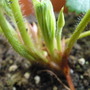 strawberry crown 3