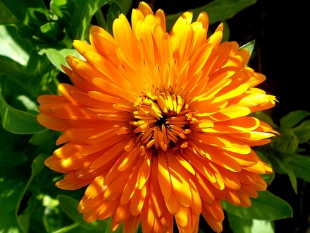 Bright and cheerful Marigold. (Calendula officinalis (English marigold))