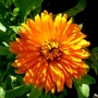Calendula officinalis (English marigold)