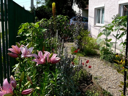 Front garden from gate
