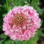 Scabious summer berries (Centaurea scabiosa (Centauree Scabieuse))