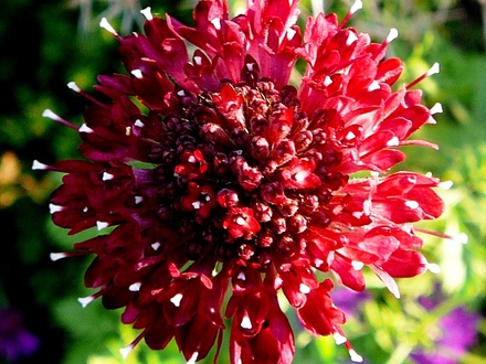 Scabious summer berries (Centaurea scabiosa (Centauree Scabieuse))