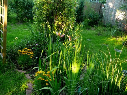 In the evening sun