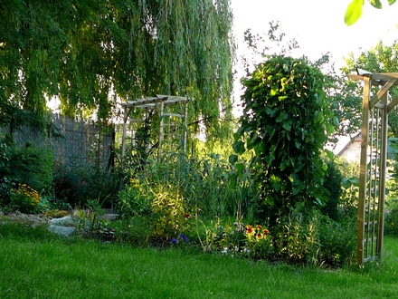 Another back garden view in the evening sun.