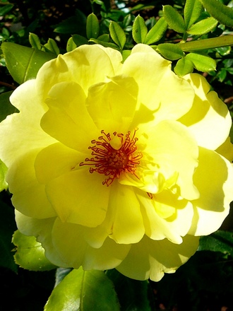 Yellow climbing rose (Rosa)
