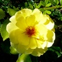 Yellow climbing rose (Rosa)