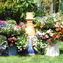 Jackie_s_Garden_Picture_s__19th_June_08_035.jpg (Buzzie Lily)