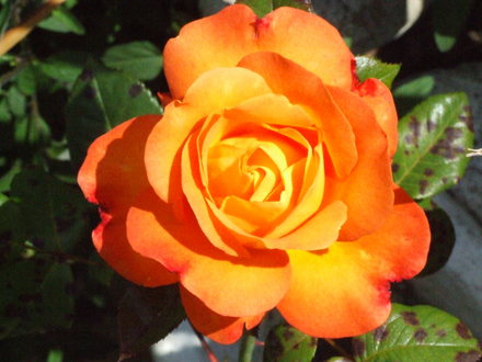 Jackie_s_Garden_Picture_s__19th_June_08_018.jpg (Rose)