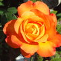 Jackie_s_Garden_Picture_s__19th_June_08_018.jpg (Rose)