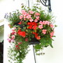 Jackie_s_Garden_Picture_s__19th_June_08_040.jpg (Geranium)