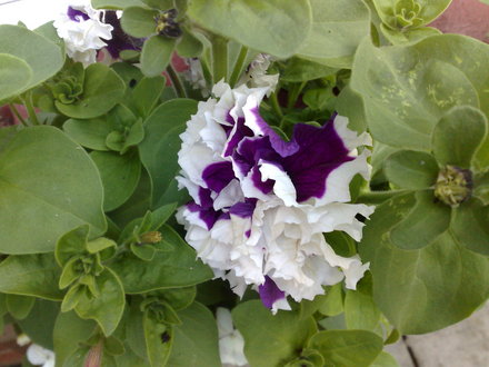 FRILLY PETUNIA