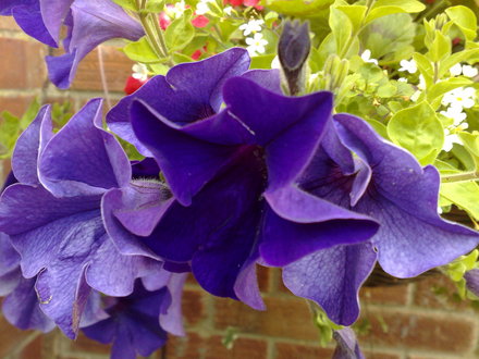 PETUNIA