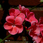 Pink_flower