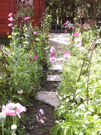 Cosmos and Sweet Pea Walk (cosmos)