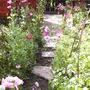Cosmos_walk1