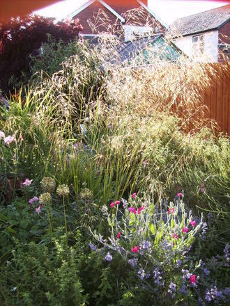Stipa gigantea in the Evening (Stipa gigantea (Giant feather grass))