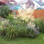 Stipa_gigantea4