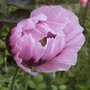 Papaver somniferum (Opium poppy)