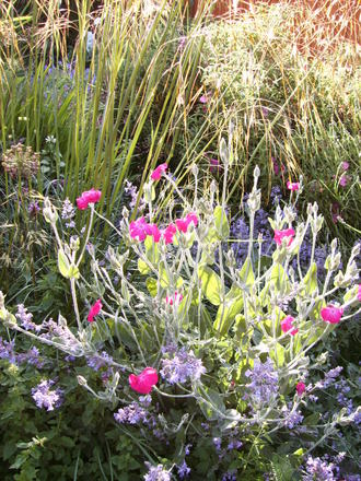 Lychnis coronaria jumbled up with Nepeta (catmint/catnip) (Lychnis coronaria (Rose campion))