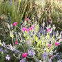 Lychnis coronaria jumbled up with Nepeta (catmint/catnip) (Lychnis coronaria (Rose campion))