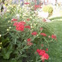 Achillea 'The Beacon' (Achillea 'The Beacon')