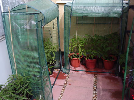 Tomatoe grow bag greenhouses