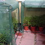Tomatoe grow bag greenhouses