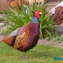 Summer_2008_015