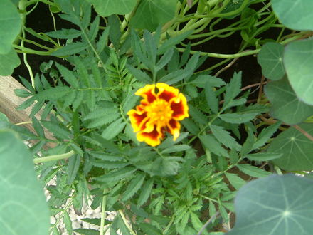 marigold