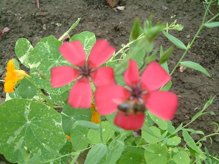 linum rubrum