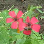 Dscf0004