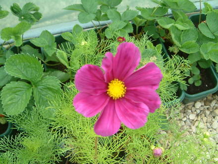 cosmos