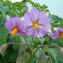 Dscf0007
