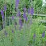 Dscf0008