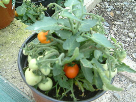red tomato...... so exciting!!!!