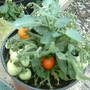 Dscf0010